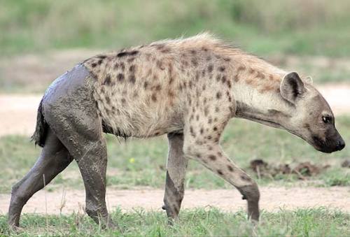 sparkleseal:  what did we do to deserve spotted hyenas… look at them… their little doll faces and big cute chompers??? look at this wonderful creature!!!! clumsy dorks!!! chase those birds!! swim!! ur doin great 