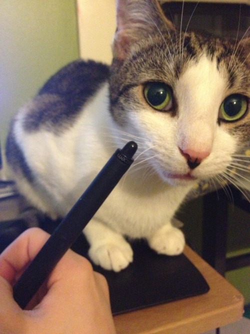 My cat loves sitting on the right side of my tablet. LOVES IT. He does this every time I draw.I feel