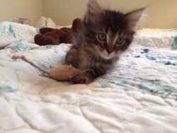 This Is Our New Kitten Ophelia And She Is Such An Angel Really She Hasn&Amp;Rsquo;T