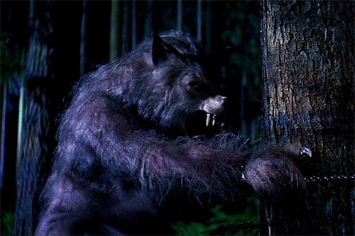Even A Man Who Is Pure In Heart And Says His Prayers By Night, May Become A Wolf When The Wolfbane Blooms