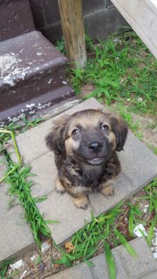 awwww-cute:  Adopted this happy pup a few days ago, puppy smiles are the best (Source: http://ift.tt/1IQ93uO)