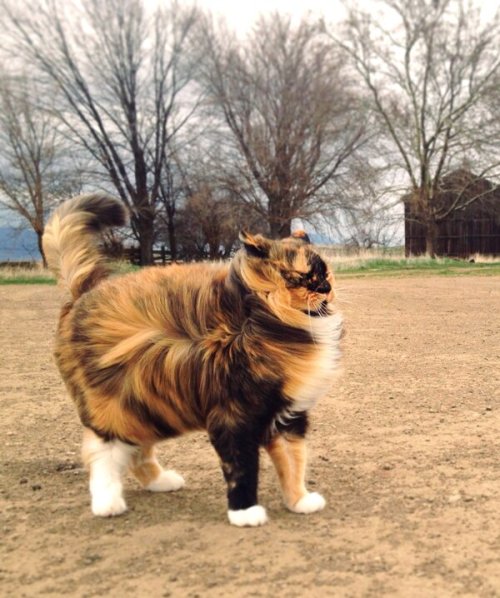 jewlesthemagnificent:“I AM A MOTTLED CLOUD OF MAGNIFICENCE. BOW DOWN BEFORE MY REGAL MAJESTY.&