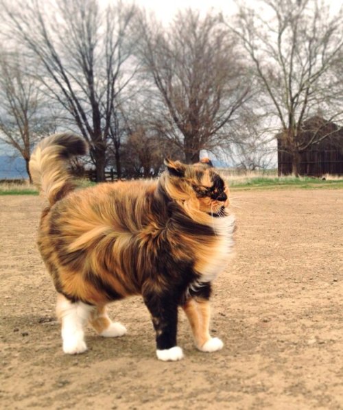 putyouinabettermood:Majestic floof via ift.tt/1oAm2d4 putyouinabettermood.com