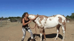 muscle-horse-appreciation:  believercountzero: