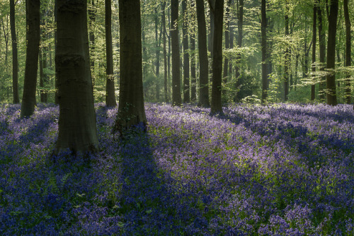 A Bluebell Wood by Rob Oliver Facebook | Website