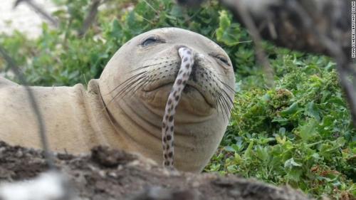 MONK SEAL with a SPOTTED EEL stuck in its noseNeomonachus schauinslandi©NOAA Fisheries/Brittany