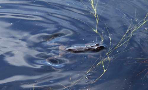 Common toads - Bufo bufo - hanging out in the sunshine at the breeding ponds last Saturday. Video to