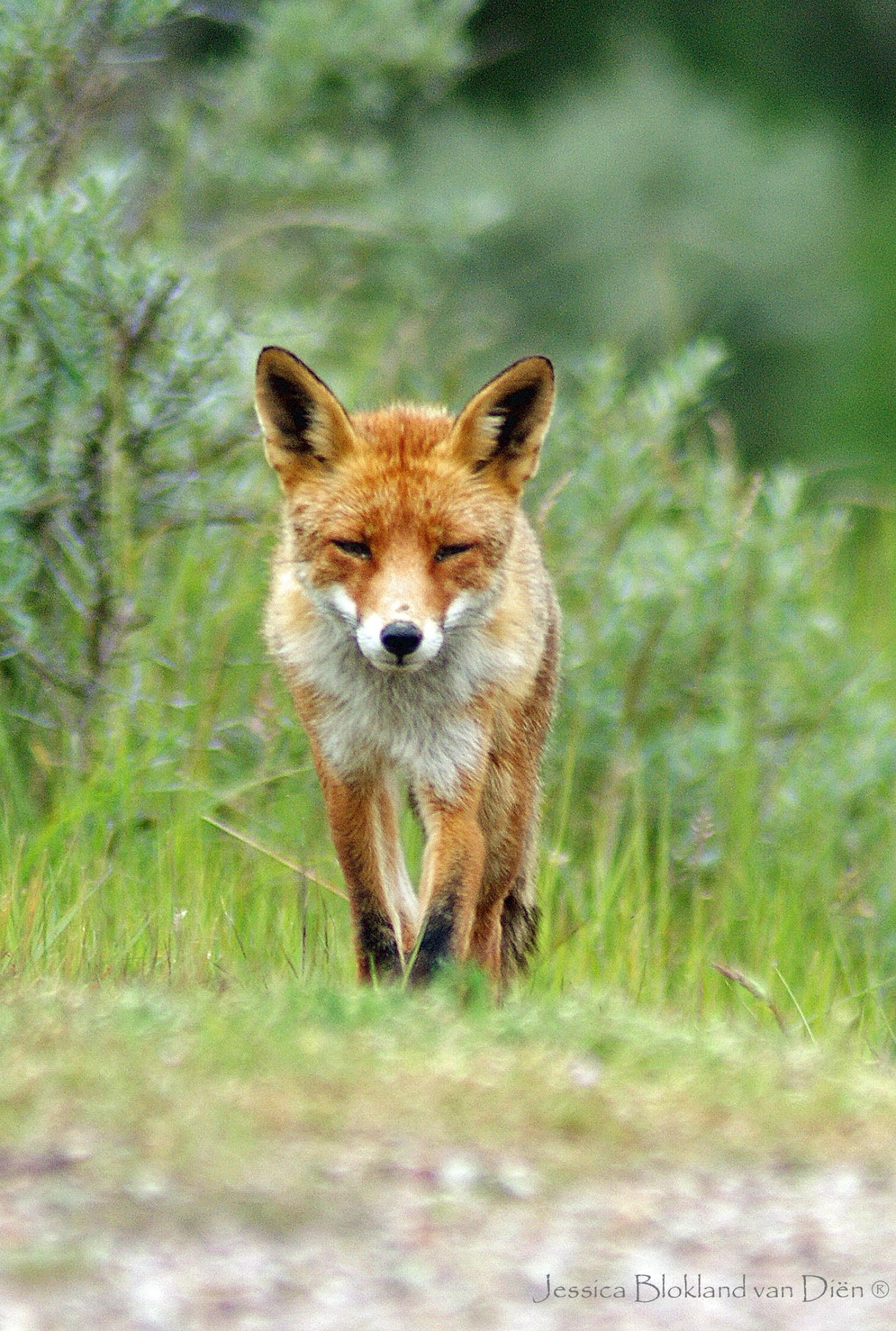 beautiful-wildlife:  Fox by Jessica Blokland-van Diën