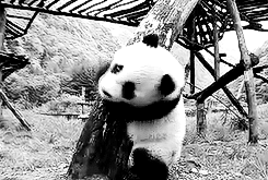 Panda's Love