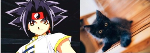 Bladers As Kittens
