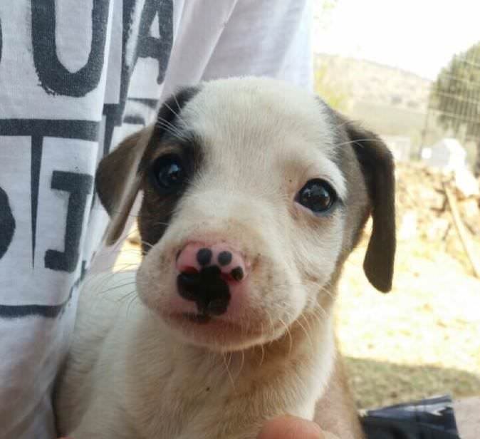 awwww-cute:  Snoot has permanent boop (Source: http://ift.tt/2yQ08wi)