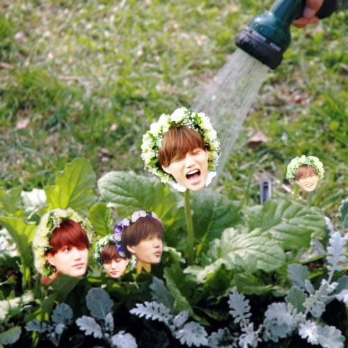 death-by-jongin:gardening tip: water your jongins daily