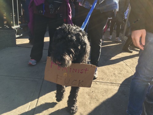 thepunksink: buttermybooks: blue-pixiedust: parttimesarah: I’m loving these protest pups! Good