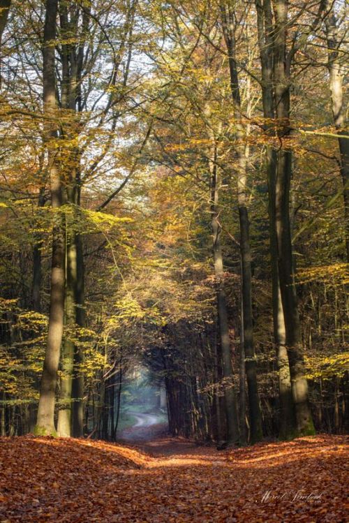 silvaris:    fall on the veluwe by Marcel