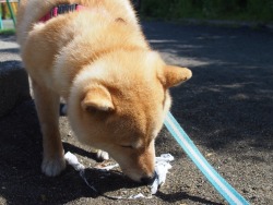 shibainu-komugi:  今日の柴犬の小麦さん