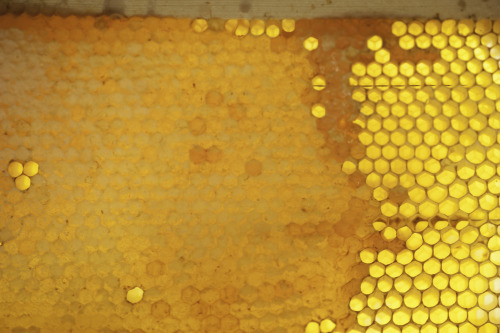 This Was The First Time I Tried The Honey From The Hive, Having Smelt It On And Off For The Past Two