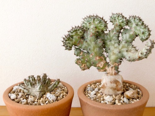 Euphorbia horwoodii  S.Carter &amp; Lavranosnormal form &amp; grafted cristate form