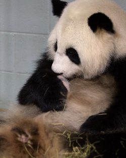 giantpandaphotos:  Lun Lun with one of her