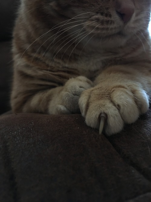 thatoverdramatictopfan:Kitty paws [more cat spam]