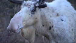 archiemcphee:  Today the Department of Awesome Natural Wonders is trying to resist the urge to boop the great big pink snoot of this incredibly rare white moose in western Newfoundland. Newfoundland photographer Gerald Gale recently captured video footage