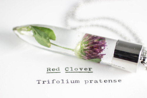 mossofthewoodsjewelry: Red Clover (Trifolium pratense)