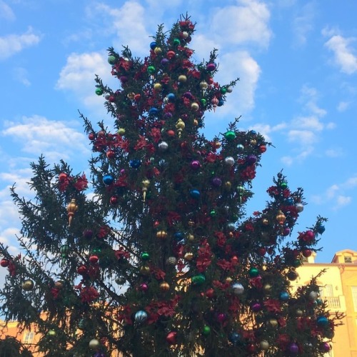 The Christmas tree is being decorated at Loews Portofino Bay Hotel. #loewsportofinobay #loewsportofi