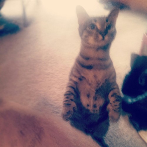 kittiesntitties.tumblr.com/post/121474190752/