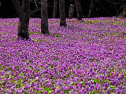 50bestphotos:  Purple color by AkiraJinba