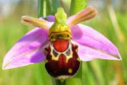 miss-vortex:The Orchid is incredible - not only are there thousands of species all
