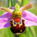 miss-vortex:The Orchid is incredible - not only are there thousands of species all