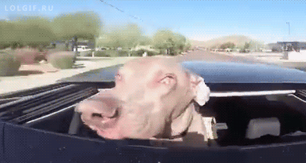 gif-tv:Tumblr best Funny Gif Blog — http://gifini.com/