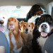 somecutething:Headed to the dog park! (via Imgur)