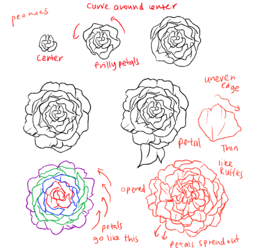 kelpls:  THERE ARE DIFFERENT KINDS OF PEONIES idk which one so i just drew the one that most people use I’m sorry it’s no vrery detailed lies on my side  Ah this should make things a little easier when doodling out roserade flowers.