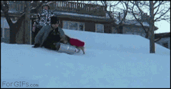 breezingby:  googifs:Dog steals sled. no,