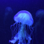 jelllyfizh