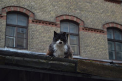 Architectureofdoom:  Riga Cats 