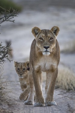 visualechoess:  Lion mom and her cub - by: