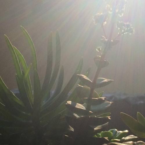 Pretty afternoon light ❤️ #iphoneography #iphoneonly #instadaily #instagram #succulents #plant