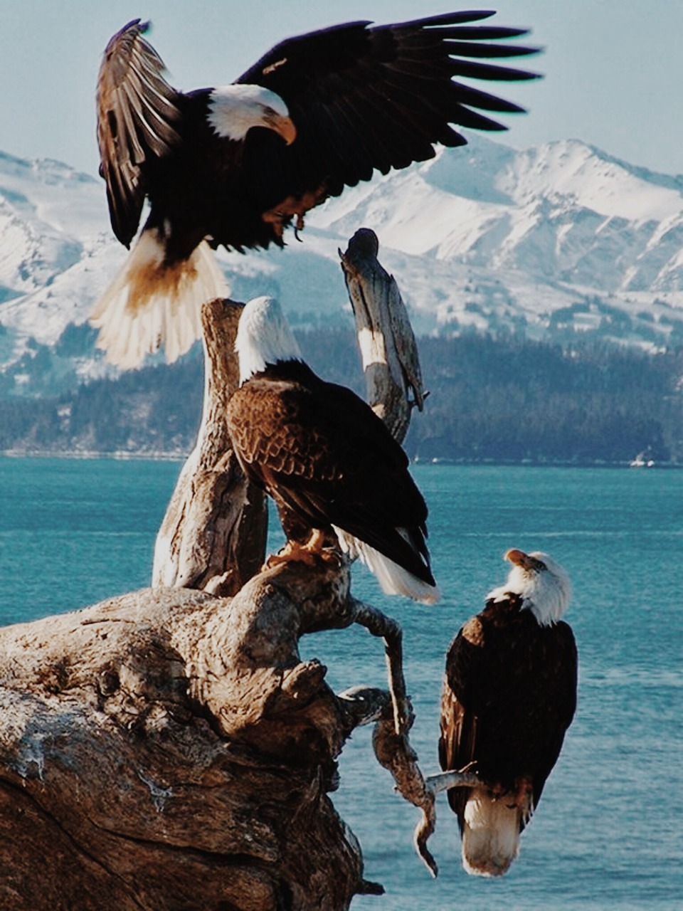 hicktownkindaboy:  submissivethoughts1:  lupoleo:  Force of nature 🐾  Beautiful