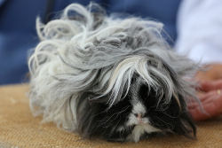 guineapiggies:     	Jason Martin 	  	 						 			     