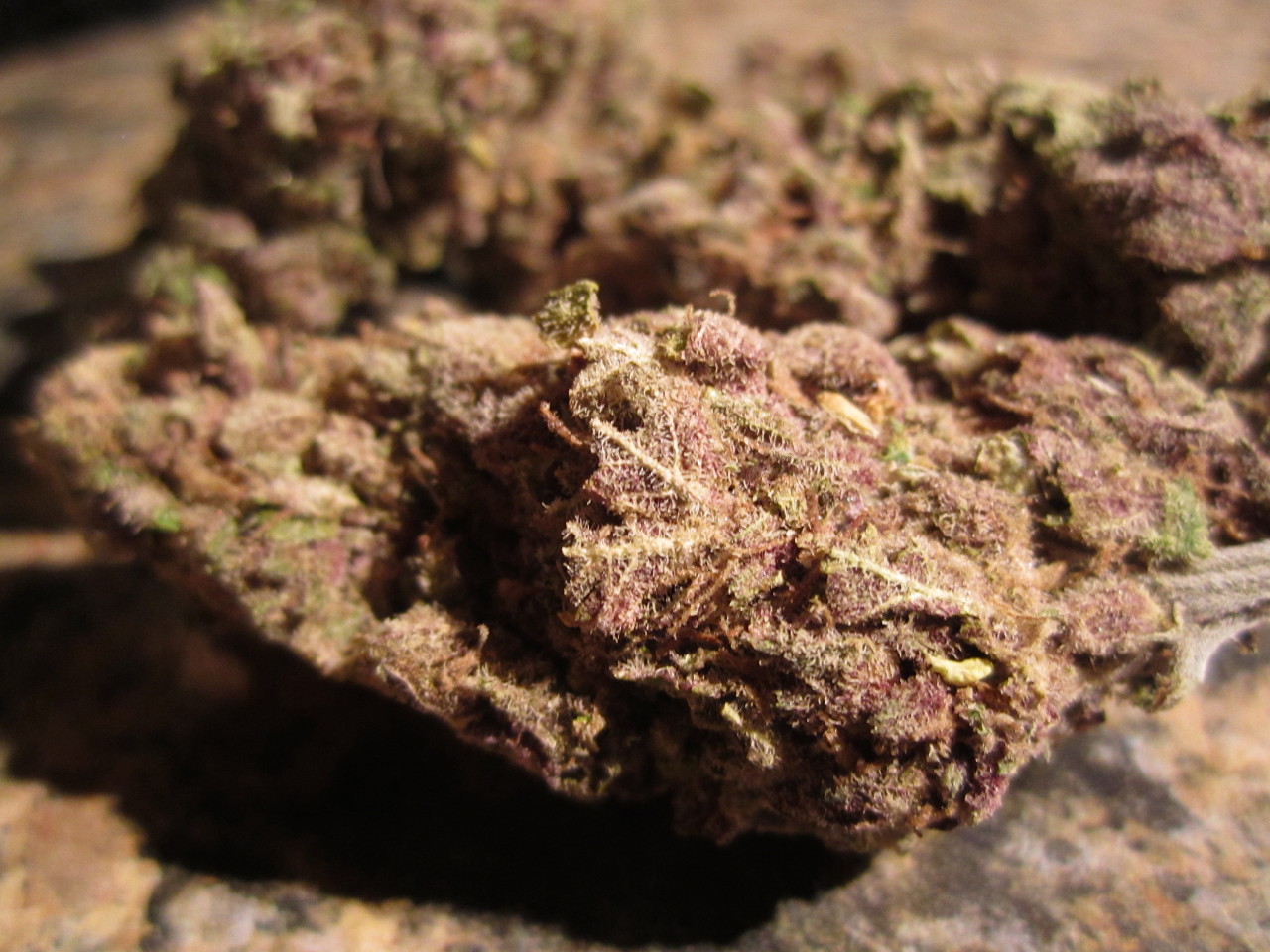 weedporndaily:
“zebbra:
“ From Bodhi Seeds Road Kill Unicorn; Purple Unicorn x Snow Lotus
” ”