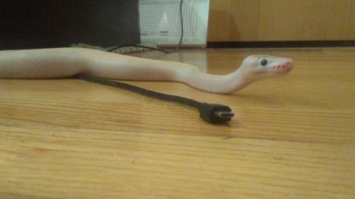 oriandico:I feel like snakes always look ginormous in photos no matter how old they are so here is cid with a 3DS and a 