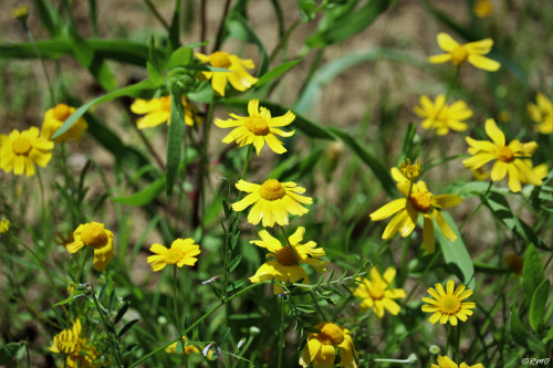 daytrippinrmo: Lady Bird Johnson Wildflower Center Austin, TX - Apr, 2019 