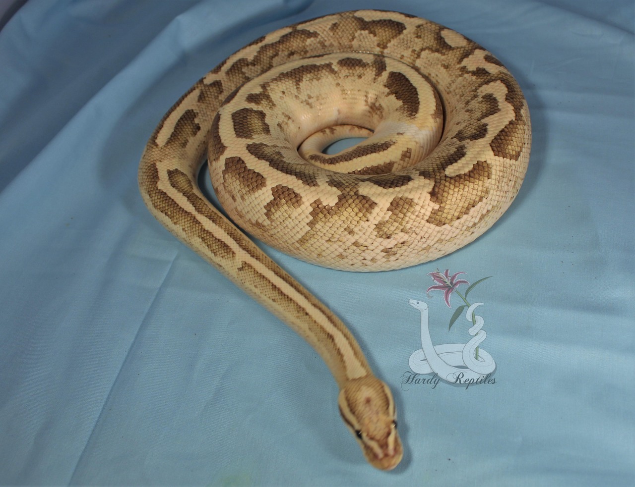 i-m-snek:Rhea is a pain in the butt during photoshoots. But at least he’s cute