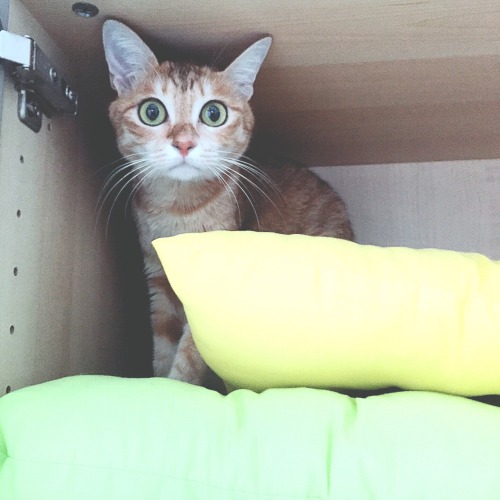 Ginger loves sleeping in mammy&rsquo;s closet!