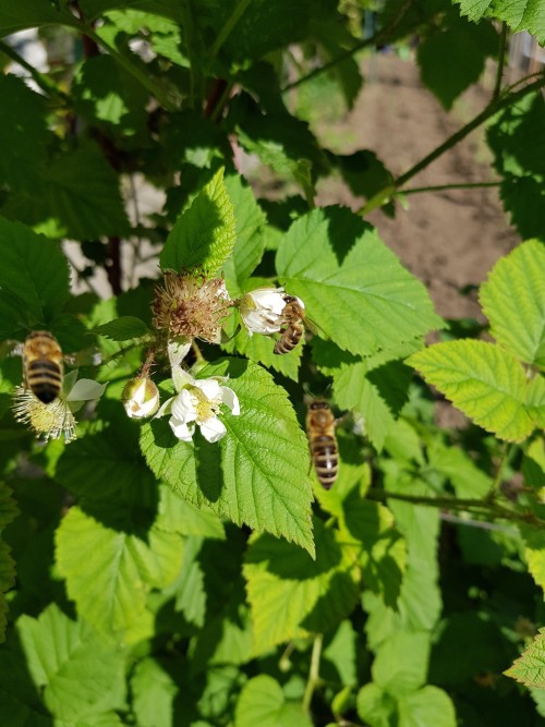 The bees are hard at work on the tayberry flowers. They’re so loud every time I pass by, I love it.