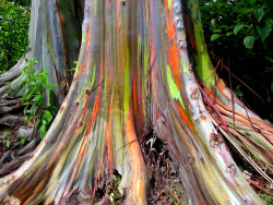 taktophoto:  Living Rainbow: Rainbow Eucalyptus,