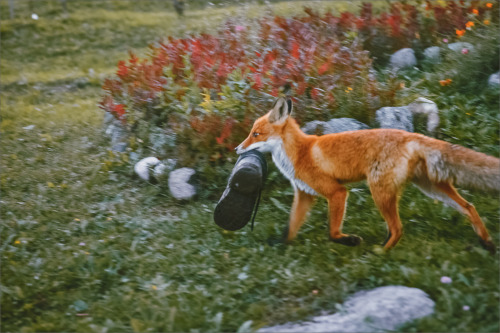 Fox In The Village By Alexander Nikitinsky