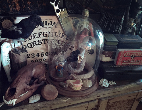 Rearranging some things to make room for critters that aren’t dead. The magpie is from europe 