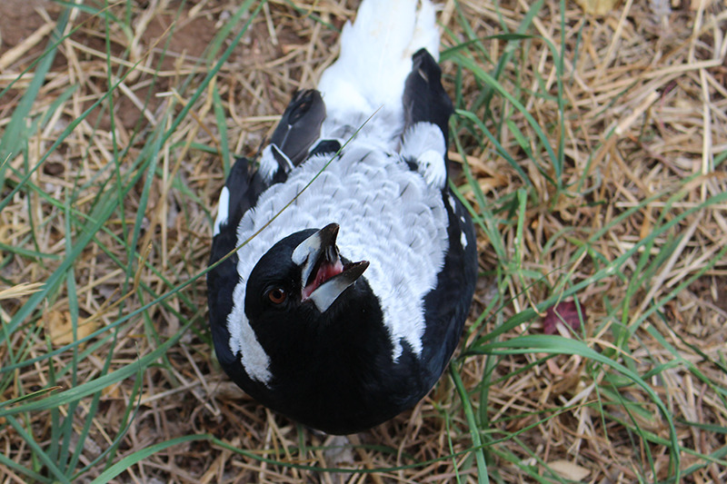vintar:a small indignant chicken